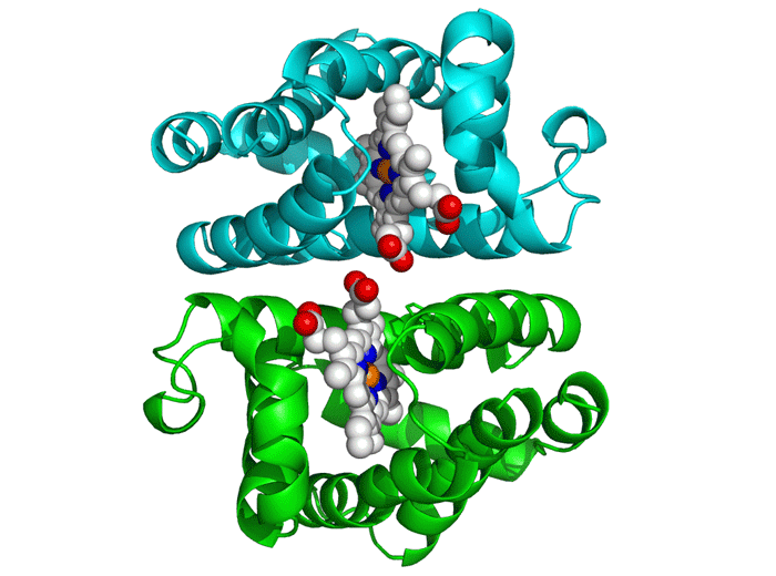 Protein-Peptide